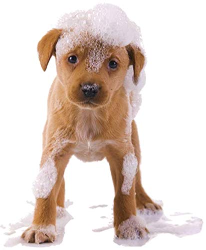 Organic Excellence Mild Dog Shampoo, Great for All Pets: Dogs, Puppies, Cats, Horses, Formulated for Sensitive Skin, Made with Aloe and Nourishing Botanicals - 16oz Organic Excellence buy supplements canada