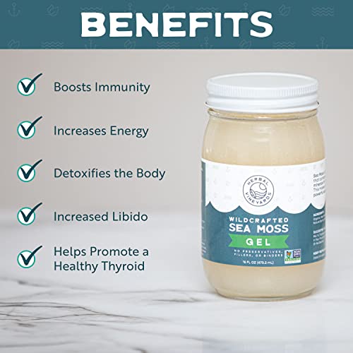Herbal Vineyards Natural Organic Wildcrafted Gold Raw Sea Moss Gel for Immune Support Herbal Vineyards buy supplements canada