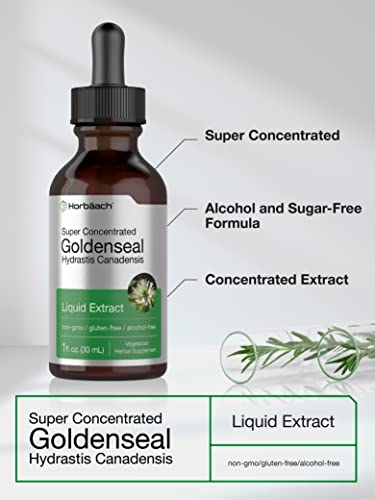 Goldenseal Root Extract Liquid | 1 fl oz Tincture | Super Concentrated | Alcohol Free Horbäach buy supplements canada