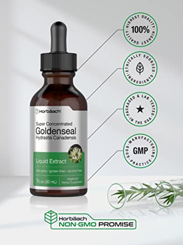 Goldenseal Root Extract Liquid | 1 fl oz Tincture | Super Concentrated | Alcohol Free Horbäach buy supplements canada