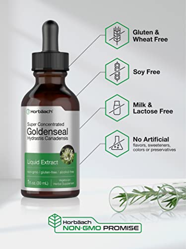 Goldenseal Root Extract Liquid | 1 fl oz Tincture | Super Concentrated | Alcohol Free Horbäach buy supplements canada