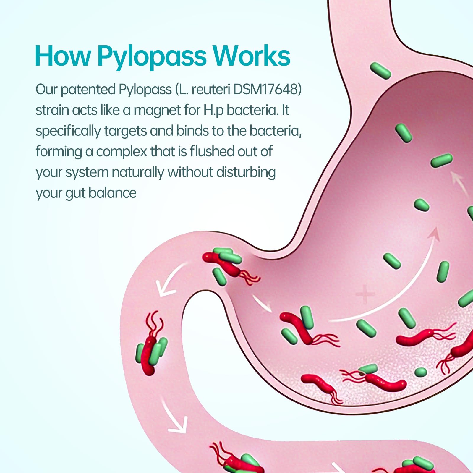 5-in-1 High Potency H. Pylori Probiotic, 1 Per Day - Supports Gastric Lining Integrity, Occasional Indigestion, Acid Comfort - Pylopass Lactobacillus Reuteri, Gluten Free, Vegan, 30ct, Made in Germany - OzHealthStandard