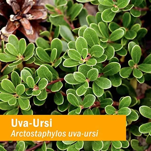 Herb Pharm Uva Ursi Liquid ExtraCount for Urinary System Support, 1 Fl Oz Herb Pharm buy supplements canada