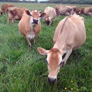 100% Raw Grass Fed Whey - Happy Healthy Cows, COLD PROCESSED Undenatured Raw Organic Whey buy supplements canada