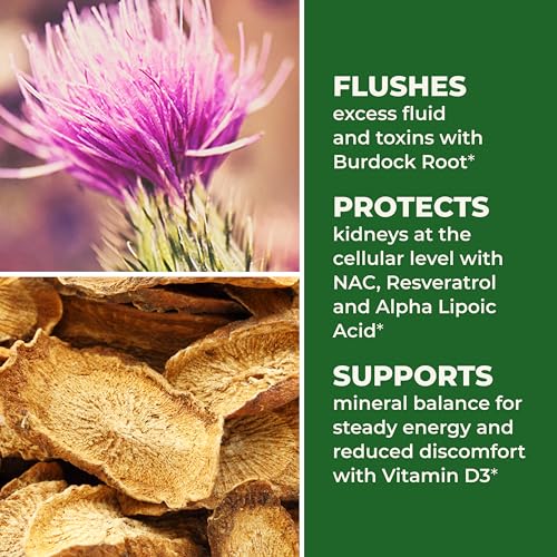 LifeSeasons Kidney Support Supplement – Cellular Protection with NAC, Alpha Lipoic Acid, Resveratrol, Burdock Root & Vitamin D3 – Supports Detox, Oxidative Stress & Renal Function – 120 Capsules LifeSeasons buy supplements canada