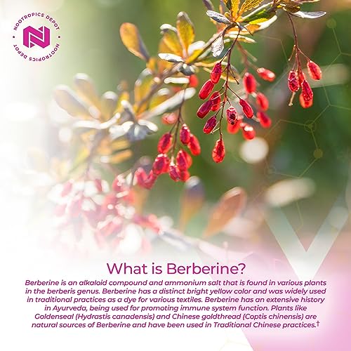 Nootropics Depot Berberine HCL + Silymarin Capsules | 500mg + 90mg | 180 Count Nootropics Depot buy supplements canada