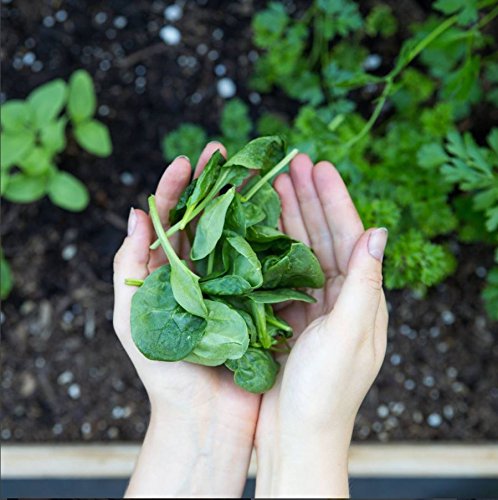 Amazing Grass Greens Blend Superfood: Super Greens Powder Smoothie Amazing Grass buy supplements canada