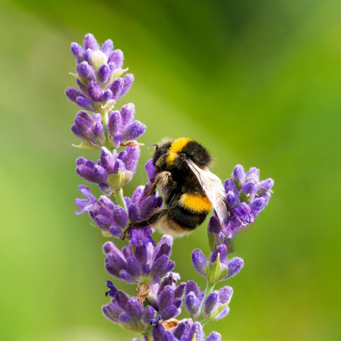 Lavender Aerated Lip Balm tin - Single Waxelene buy supplements canada