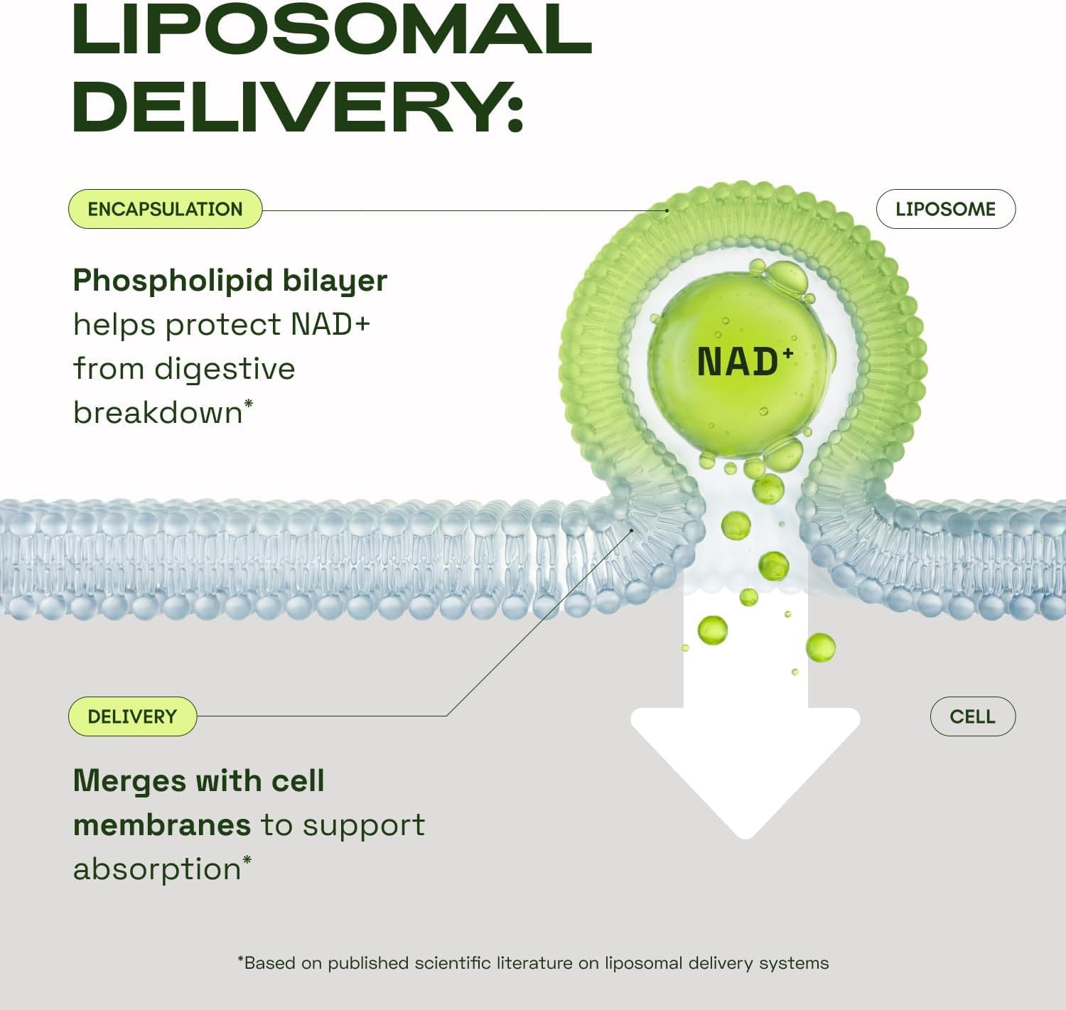 Cata-Kor NMN Supplement Alternative – Liposomal NAD+ Supplement – Third-Party Tested – NAD CORE – 30-Day Supply – 60 Capsules Cata-Kor buy supplements canada
