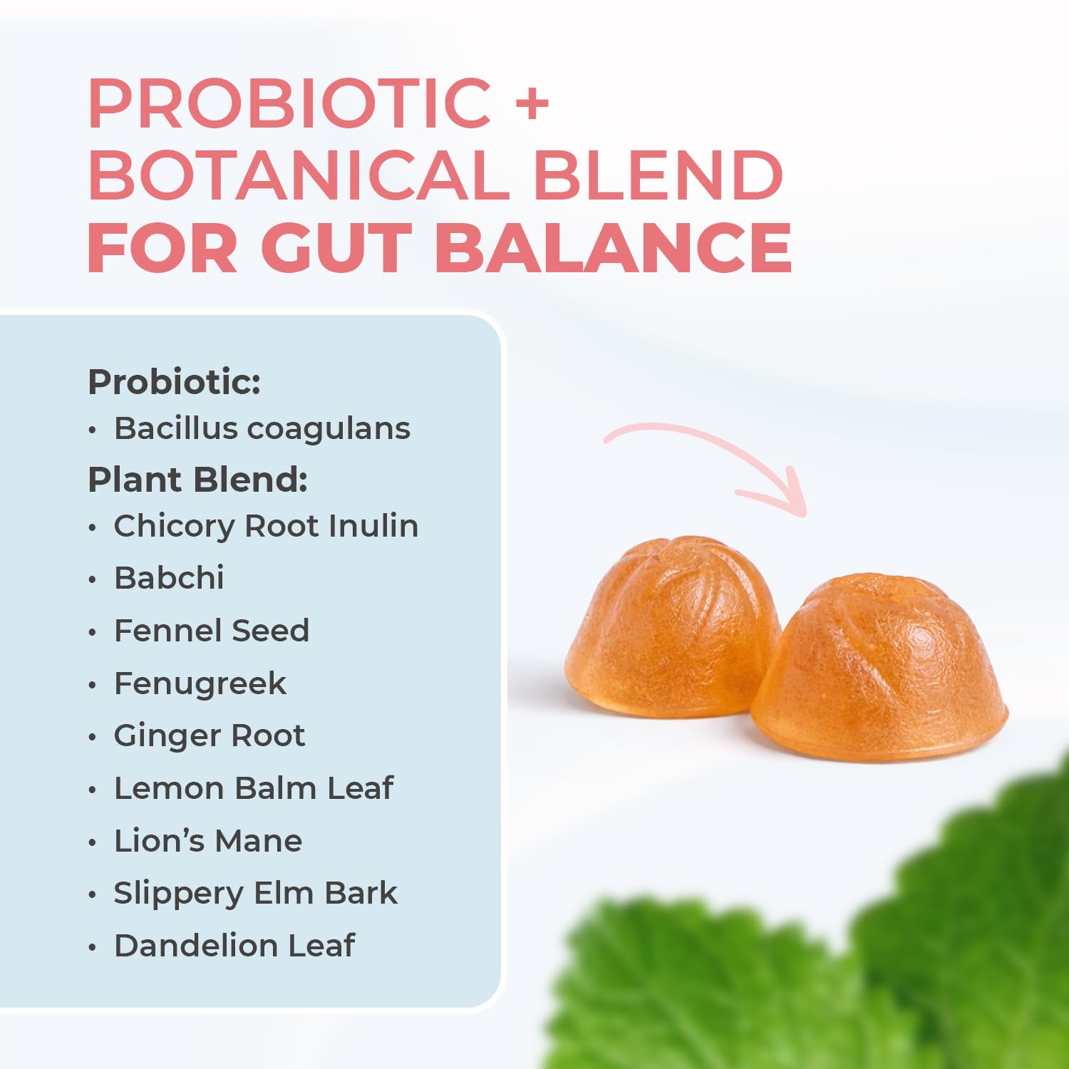 Nature’s NutriWave PrimeBiome Probiotic Gummies – Plant-Based Blend with Inulin, Lion’s Mane, Ginger & More– Non-GMO, No Stimulants, GMP Certified – 30 Gummies, 3 Month Supply Nature’s NutriWave buy supplements canada
