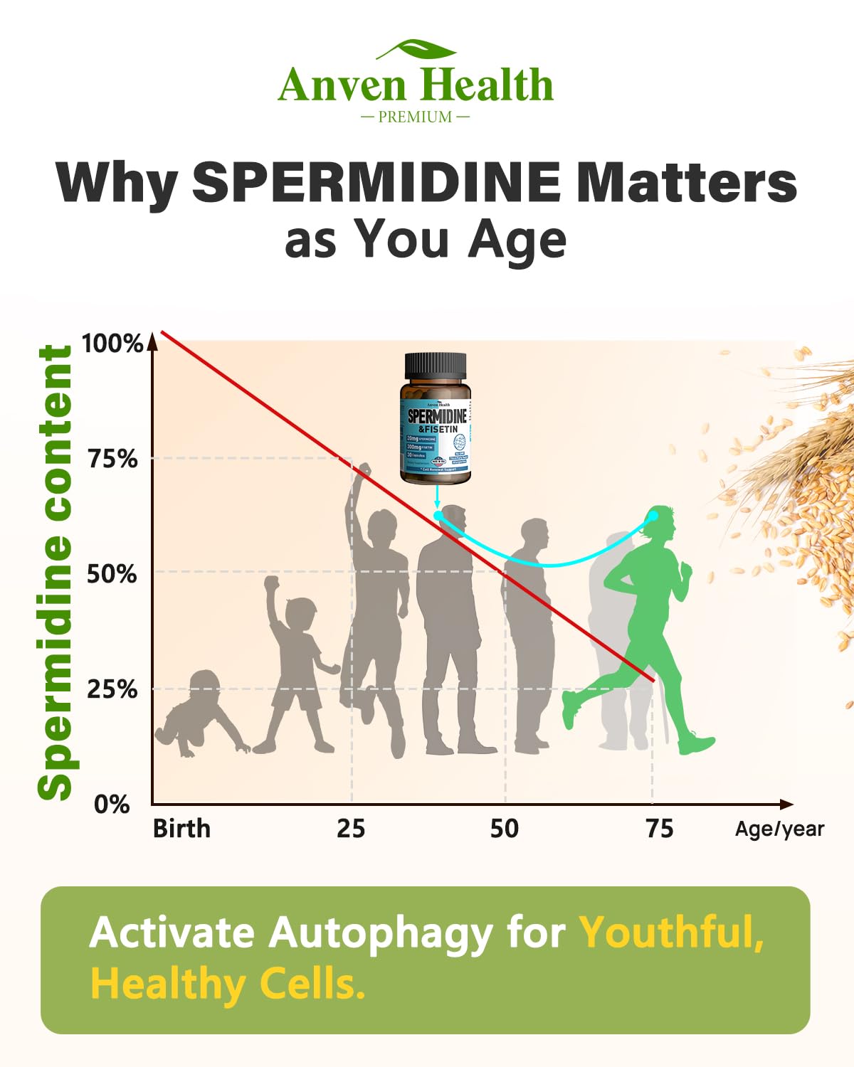 Spermidine & Fisetin Supplement - 20mg of 99% Spermidine Per Serving, 3HCL & 300mg Fisetin for Women Men Cell Renewal, Aging Defense & Longevity, Gluten Free, Non-GMO, Made in USA | 30 Veggie Caps Anven Health buy supplements canada