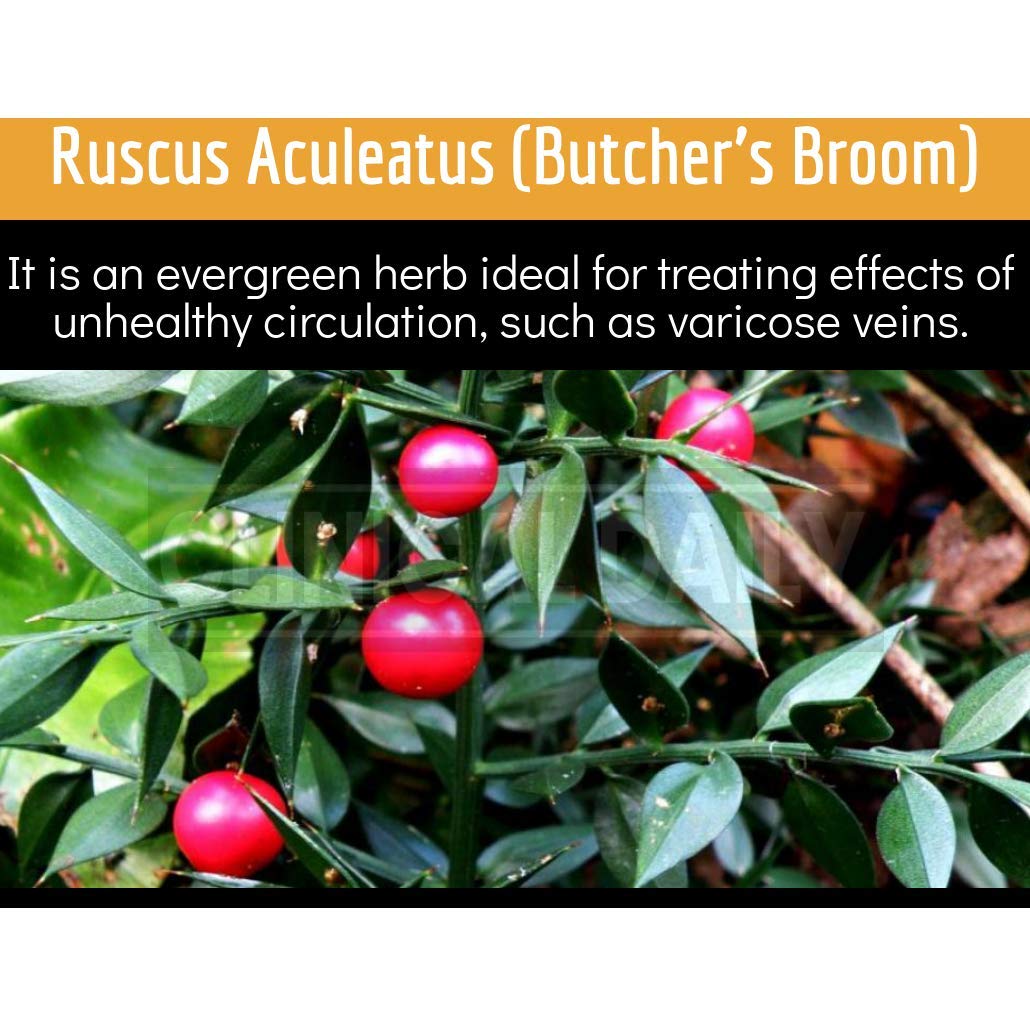 Clinical Daily Blood Circulation Supplements. Butchers Broom, Horse Chestnut, Hawthorn Clinical Daily buy supplements canada
