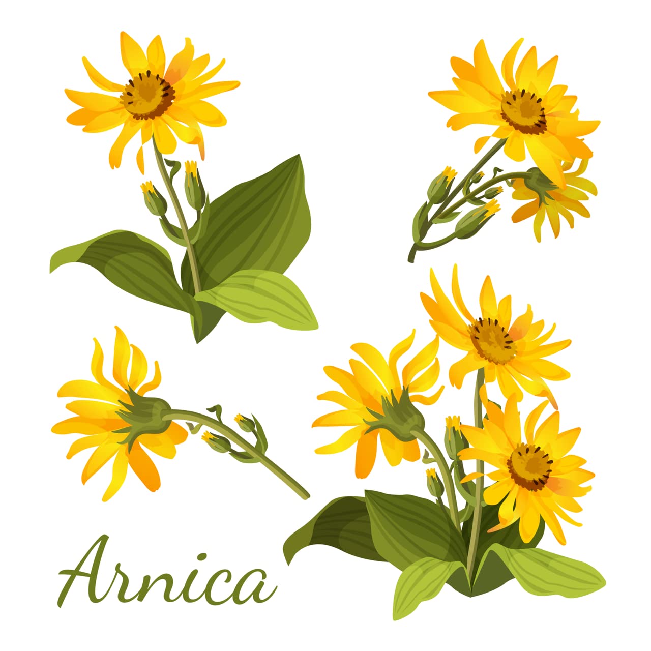 All-Natural Arnica Muscle Balm - Plant-Based Topical swelling and bruising Relief | Essential Oils & Menthol soothes and cools sore muscles, Hypoallergenic & Paraben-Free, Made in USA NATURE'S APOTHECARY buy supplements canada