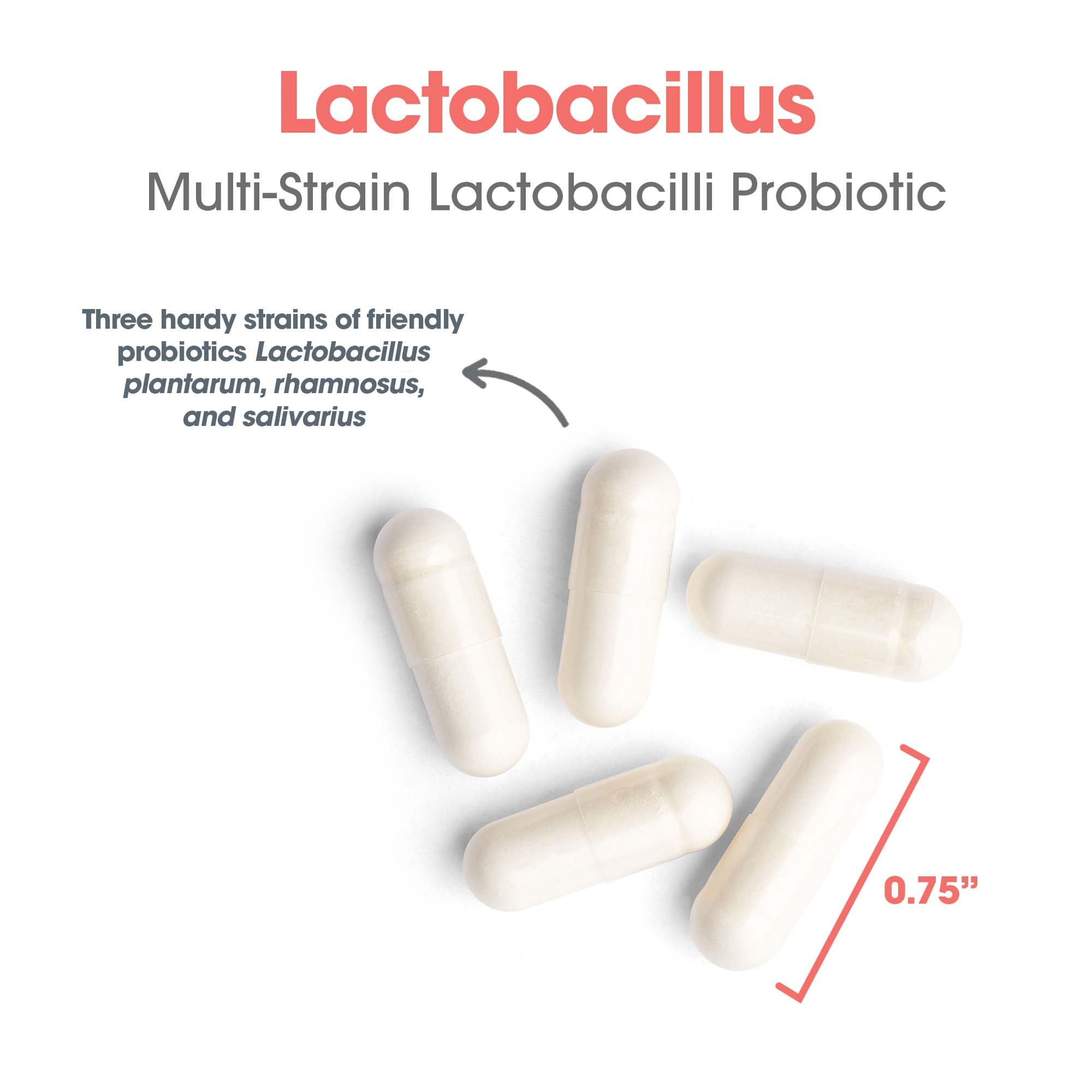 Allergy Research Group Lactobacillus Supplement - Probiotics for Men & Women, Digestive Health, Gut Health, Vegetarian Capsules - 100 Count Allergy Research Group buy supplements canada