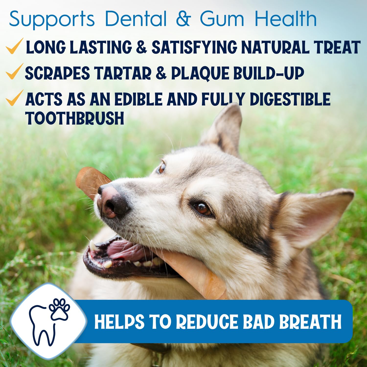 FETCHERONI 12" Collagen Sticks for Dogs – Low Odor Long-Lasting Bully Stick & Rawhide Alternative, Single Ingredient Beef Bone, High Protein Dental Treat, Vet Approved, Improves Joint Health – 5 Pack FETCHERONI buy supplements canada