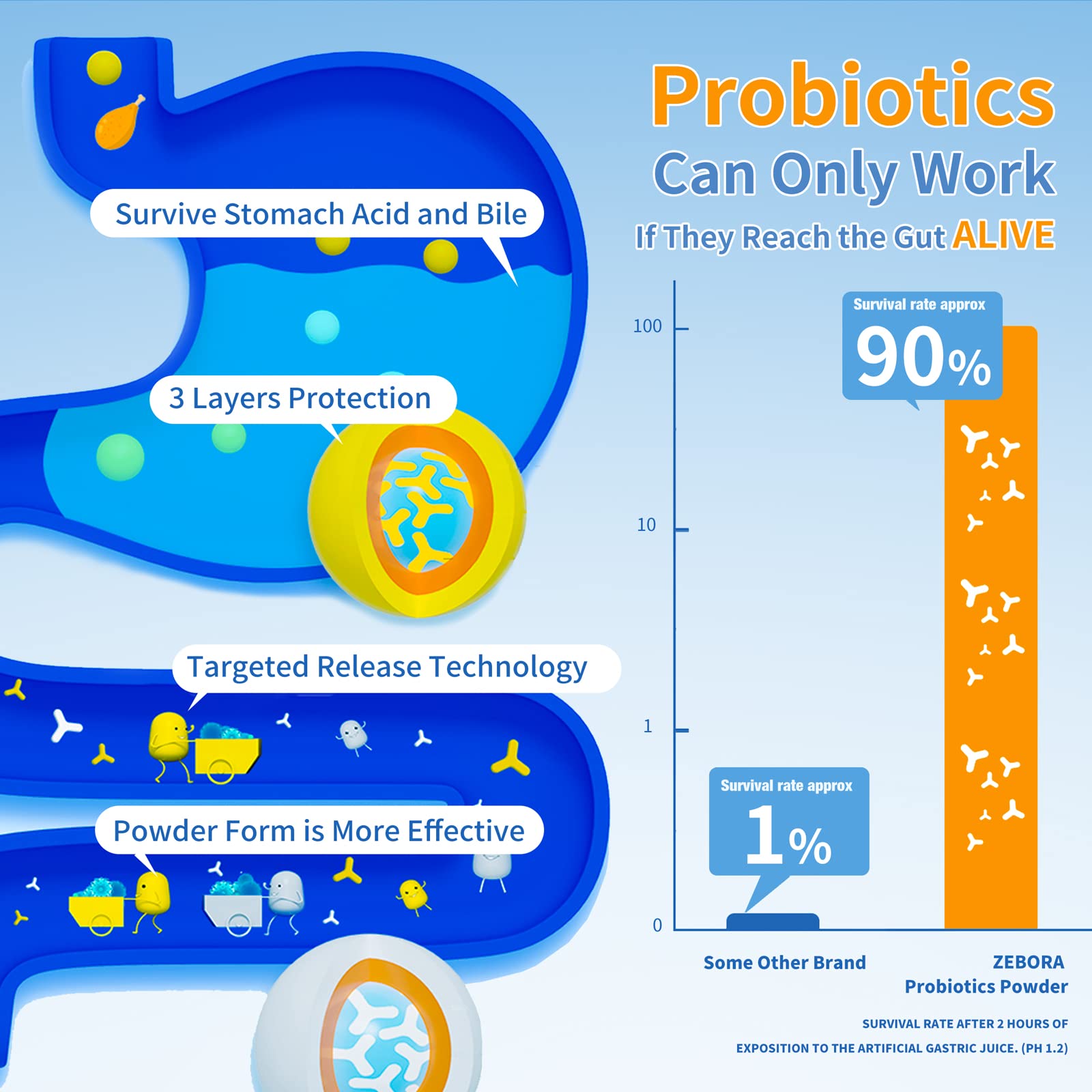 ZEBORA Probiotics for Women, Men and Kids, Prebiotics and Probiotics Powder ZEBORA buy supplements canada