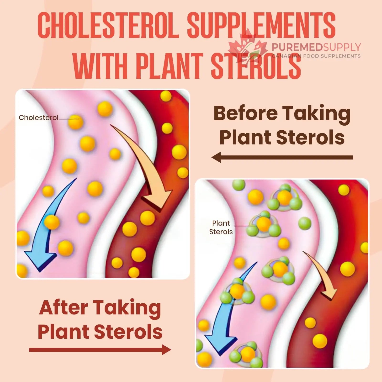 Glorithiventa Cholesterol & Booty Gummies Supplement Bundle - Plant Sterols & Stanols + CurvaBoost BBL Herb Blend & Creatine Monohydrate - Cholesterol Normal Level, Booty, Curves & Energy Glorithiventa buy supplements canada