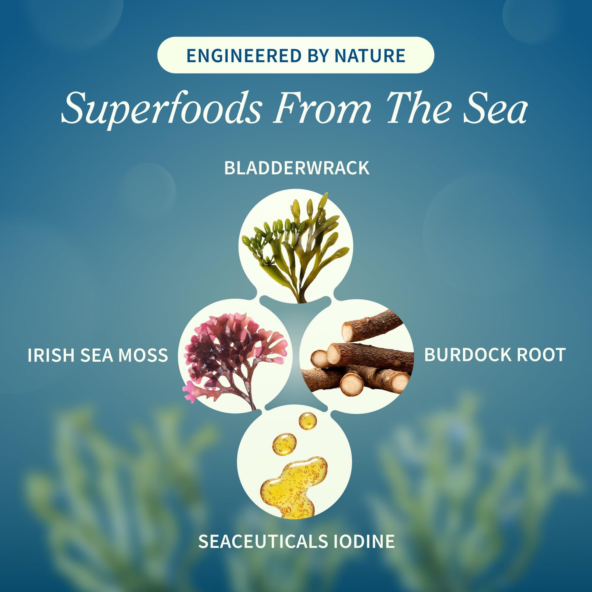 Snap Supplements Irish Sea Moss with Bladderwrack, Burdock Root & Iodine – Natural Sea Moss Supplement to Support Gut Health, Energy & Healthy-Looking Skin, 60 Vegan Capsules (1 Month Supply) Snap Supplements buy supplements canada