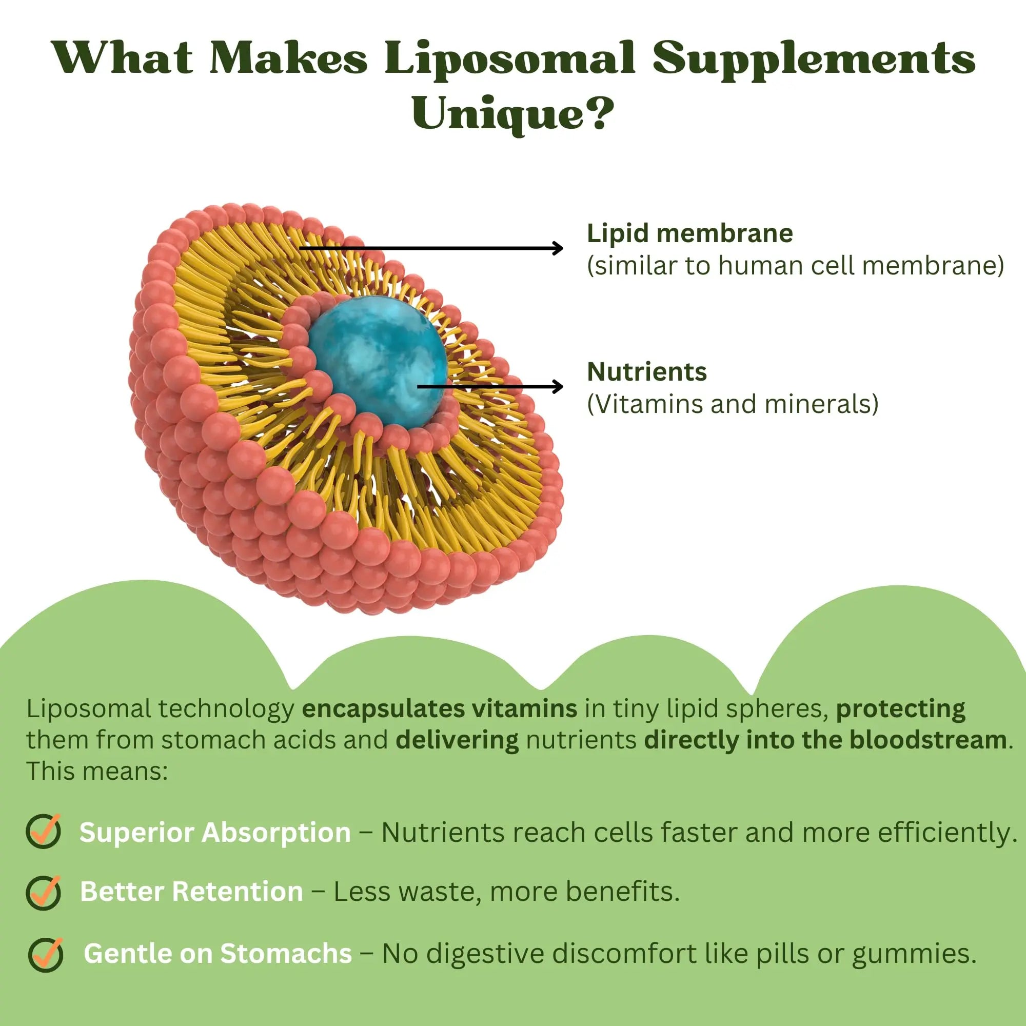 Vitaminally Liposomal Kids Liquid Multivitamin | Non-GMO | Clean | Sugar Free | Gluten Free | Organic Berry Flavors | Vitaminally buy supplements canada