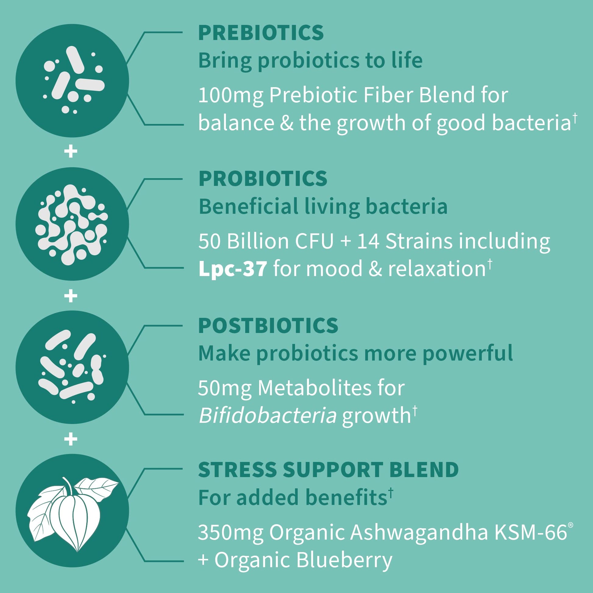 Garden of Life Dr. Formulated Pre, Post & Probiotics Calm 50 Billion CFU Daily 3-in-1 Complete Supplement with Ashwagandha – Mood Support, Digestive & Immune Support, 30 Vegetarian Capsules Garden of Life buy supplements canada