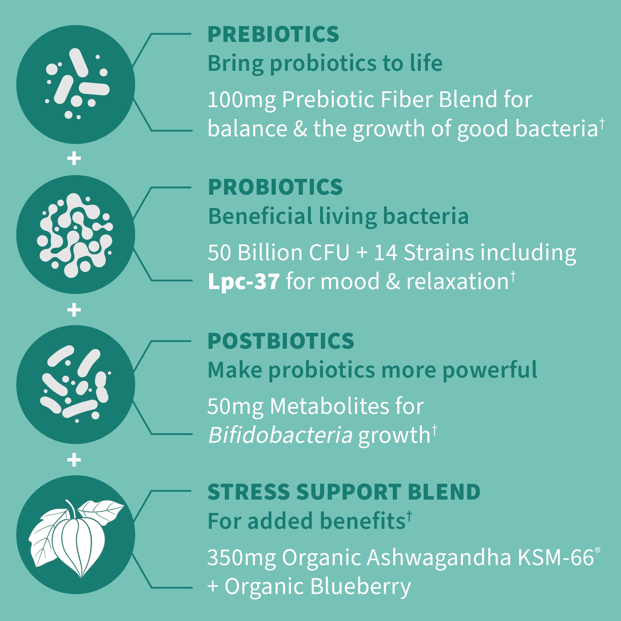 Garden of Life Dr. Formulated Pre, Post & Probiotics Calm 50 Billion CFU Daily 3-in-1 Complete Supplement with Ashwagandha – Mood Support, Digestive & Immune Support, 30 Vegetarian Capsules Garden of Life buy supplements canada