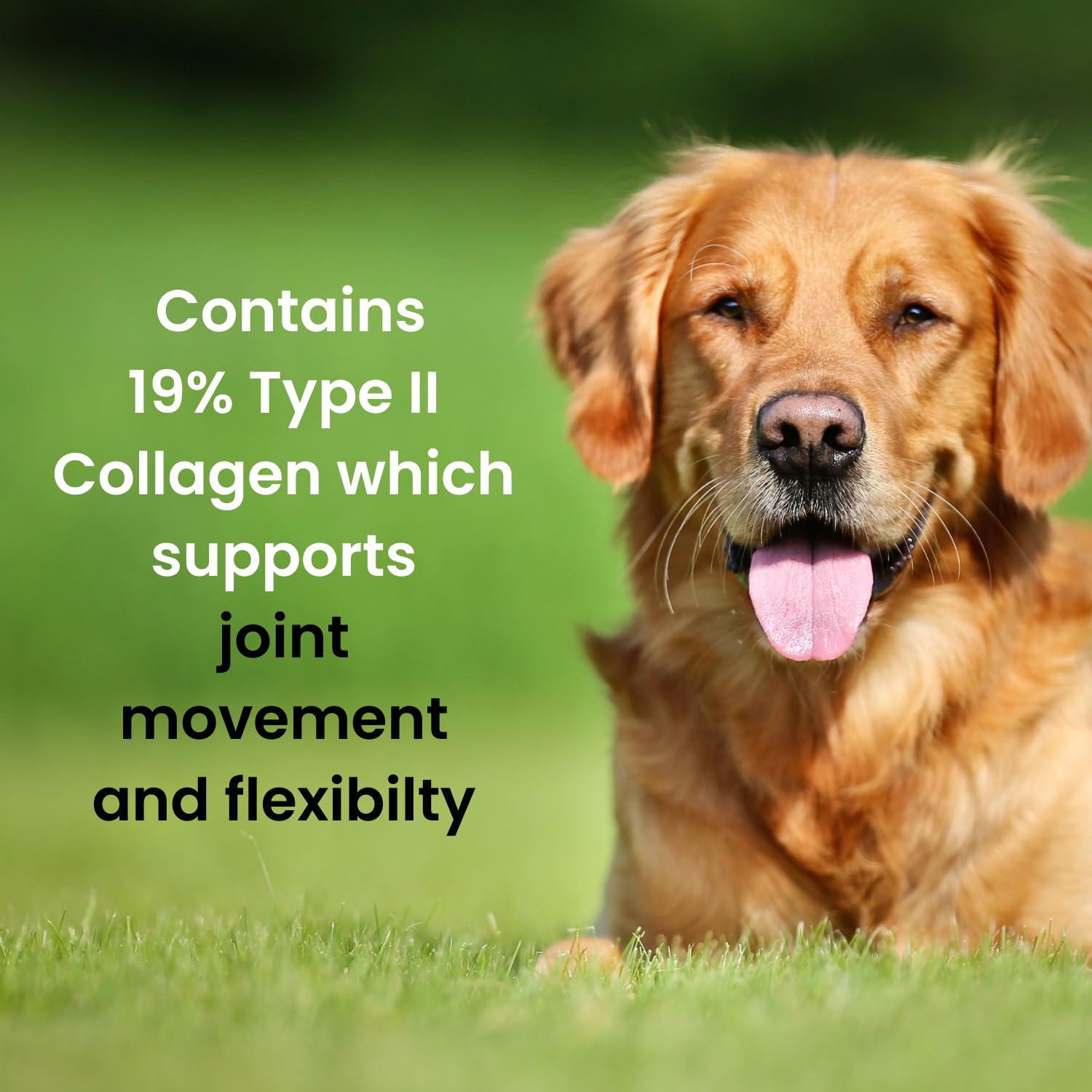 Hofseth BioCare Brilliant Bone & Joint Supplement for Dogs - High Strength Calcium & Collagen Powder for Joint & Hip Support, Essential Supplement for Dog’s of All Ages - 10.6 Oz Hofseth BioCare buy supplements canada
