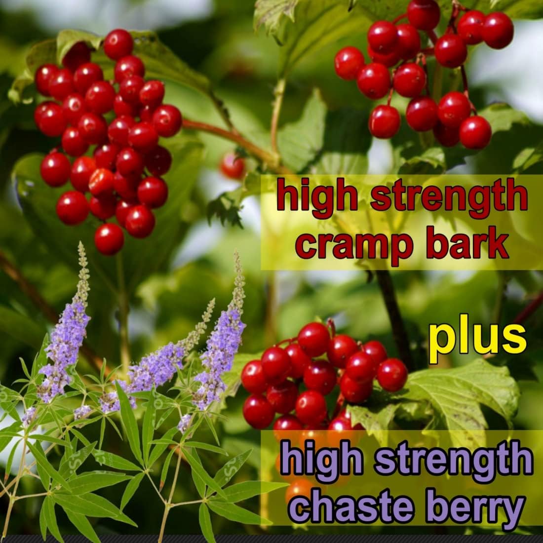 Menstrual Cramp Period Gummies True Roots | PMS Support Supplement for Women | Healthy Flow | Flo PMS Menstrual Cycle Relief, Cramping and Bloating | Vegan & Natural Flavors | 60 Count True Roots buy supplements canada