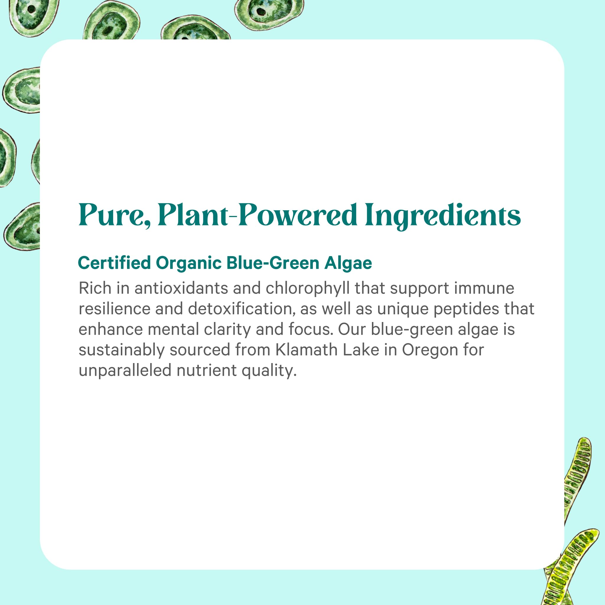 PURE SYNERGY Blue-Green Algae Powder | Superfood Powder with Chlorophyll | Organic AFA Blue Green Algae Supplement | Supports Energy, Mental Clarity, and Detoxification (3.2 oz.) PURE SYNERGY buy supplements canada