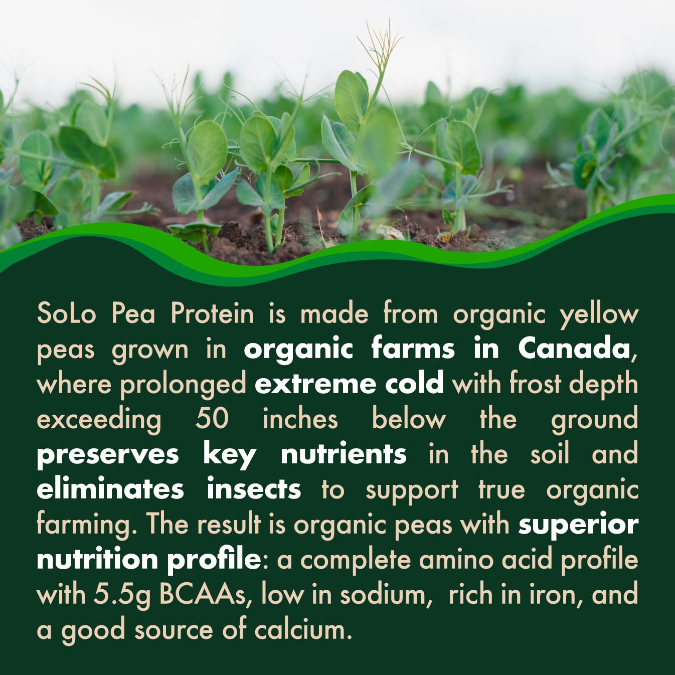 SOLO Organic Pea Protein Isolate, Low in Sodium, Canada Grown Peas, 100% Vegan, Non-GMO, Unflavored Plant Based Protein Powder with BCAA, Keto & Paleo Friendly, FOLONA buy supplements canada