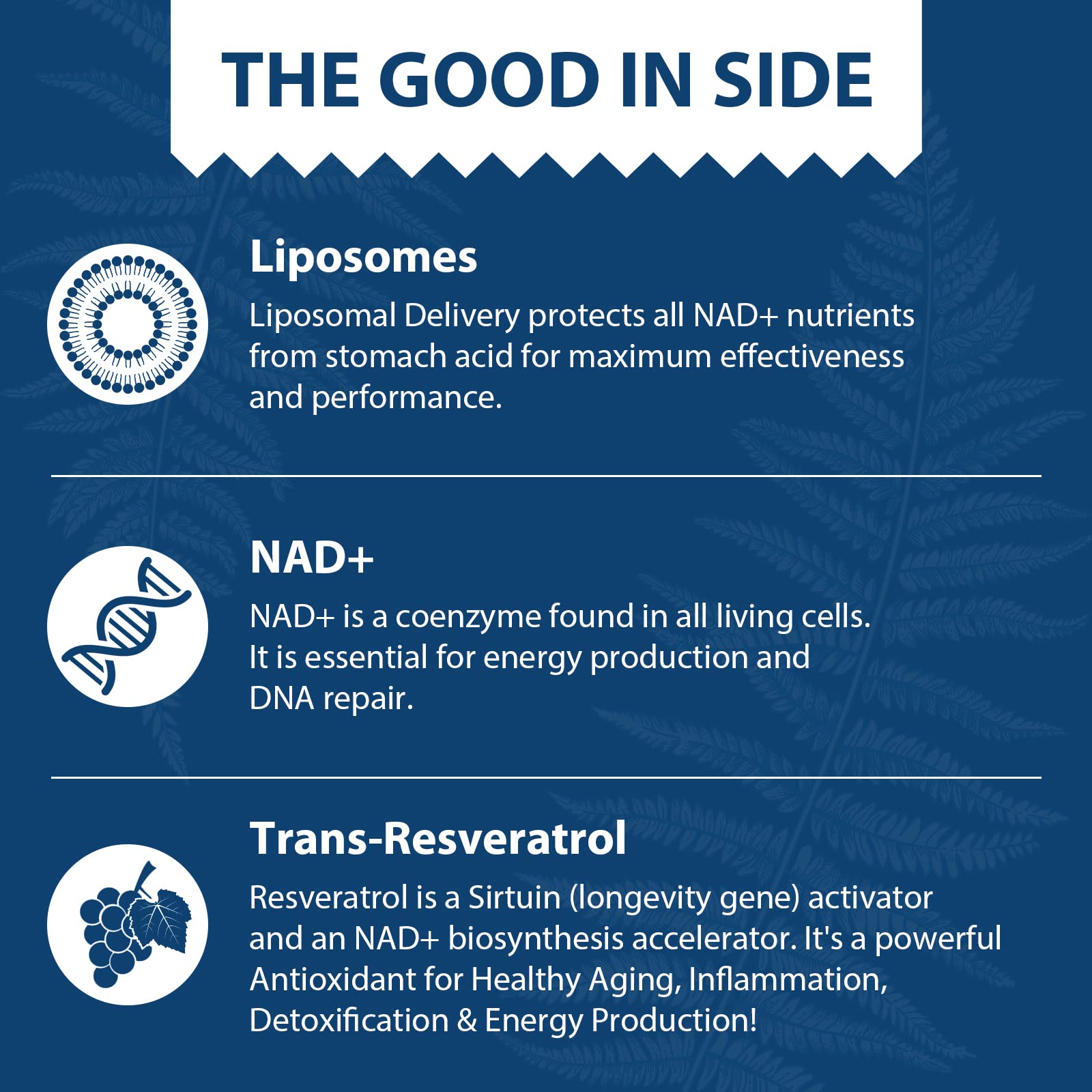 Lepoznan Liposomal NAD+ 500 mg + Trans-Resveratrol 300 mg, Superior Absorption True NAD Supplement Efficient for Cellular Energy Metabolism & DNA Repair, 60 Softgels Lepoznan buy supplements canada