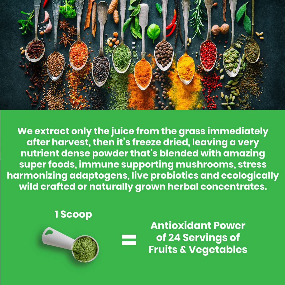 Paradise ORAC Energy Greens Powder Extract, Super Antioxidants, Probiotics for Gut Paradise Herbs buy supplements canada