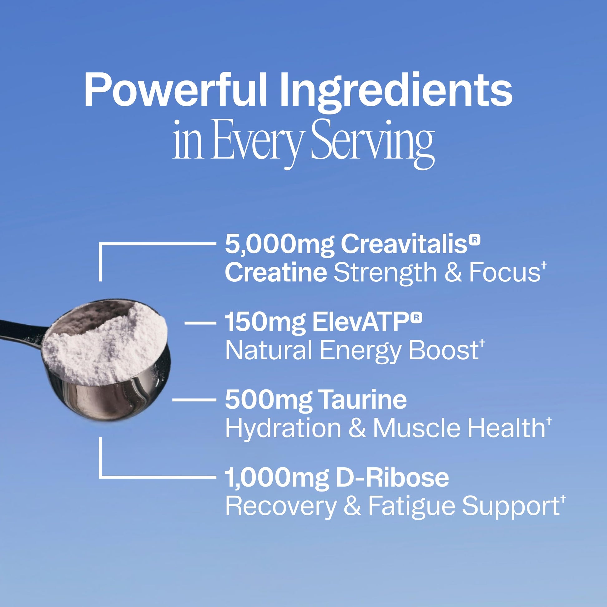 Ora Organic Creatine Monohydrate Powder - German-Sourced Creavitalis for Strength, elevATP for Energy, D-Ribose & Taurine for Recovery - Creatine for Women & Men - Acai Berry Flavor, 30 Servings Ora Organic buy supplements canada
