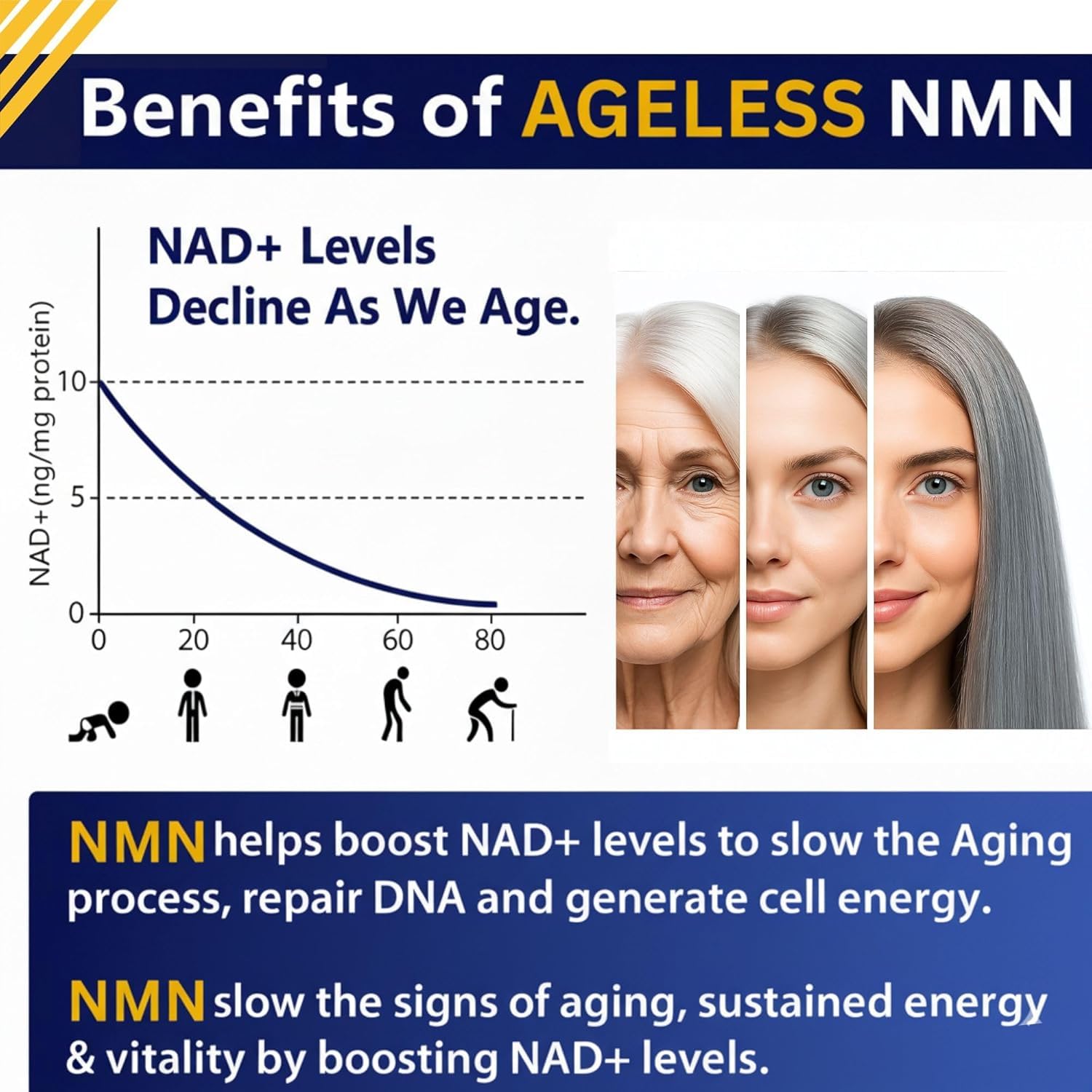 NMN Supplement 500mg Nicotinamide Mononucleotide | Supports NAD+ Levels, Energy, Cognitive Function, Muscle Health & Healthy Body Composition – Capsules (30) Ageless Foundation Laboratories buy supplements canada