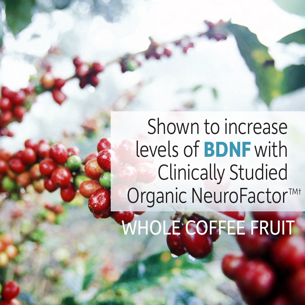 Garden of Life Dr. Formulated Organic Brain Health Memory & Focus for Adults 40+ 60 Tablets Garden of Life buy supplements canada