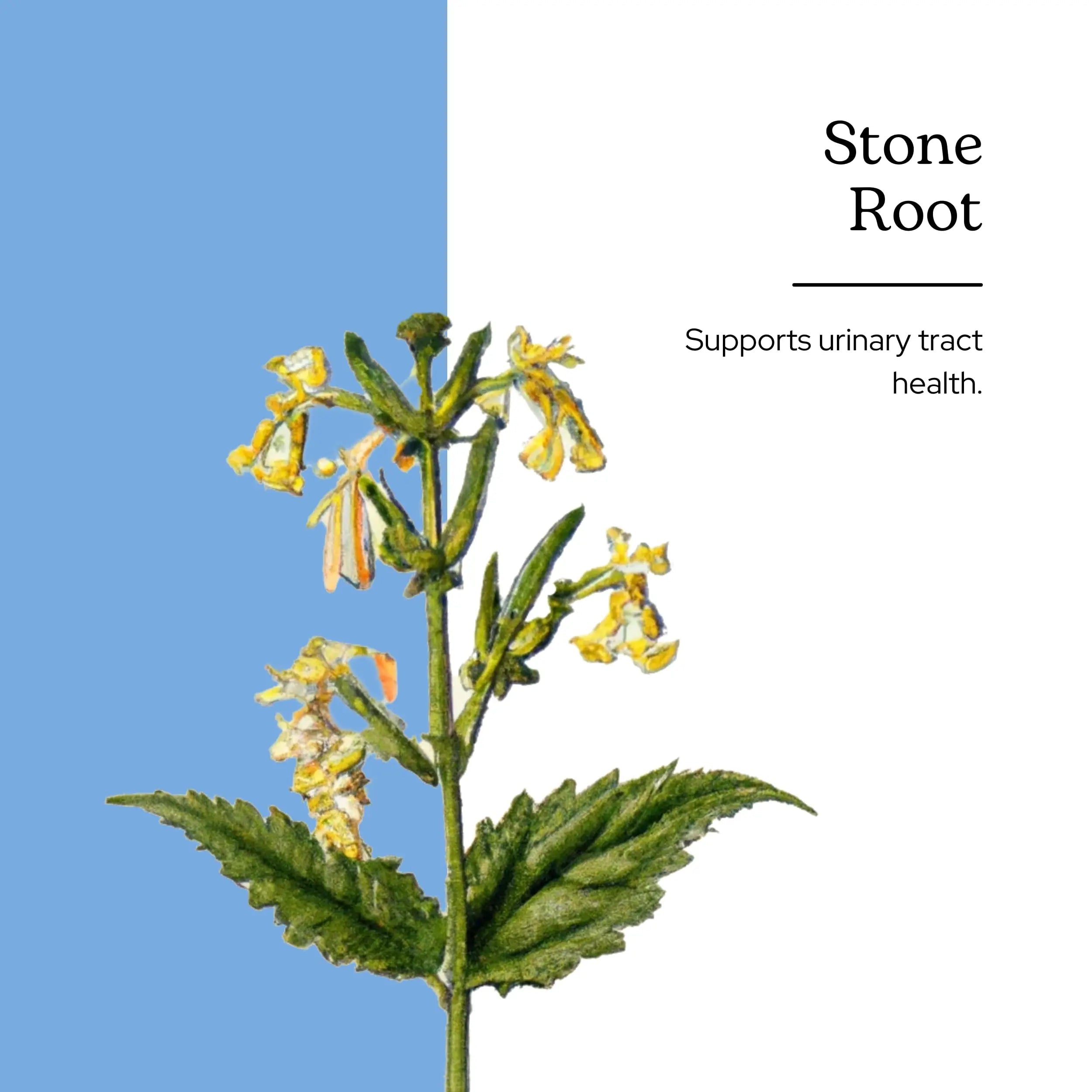 Eclectic Institute Stone Root O 2 Ounce ECLECTIC INSTITUTE buy supplements canada