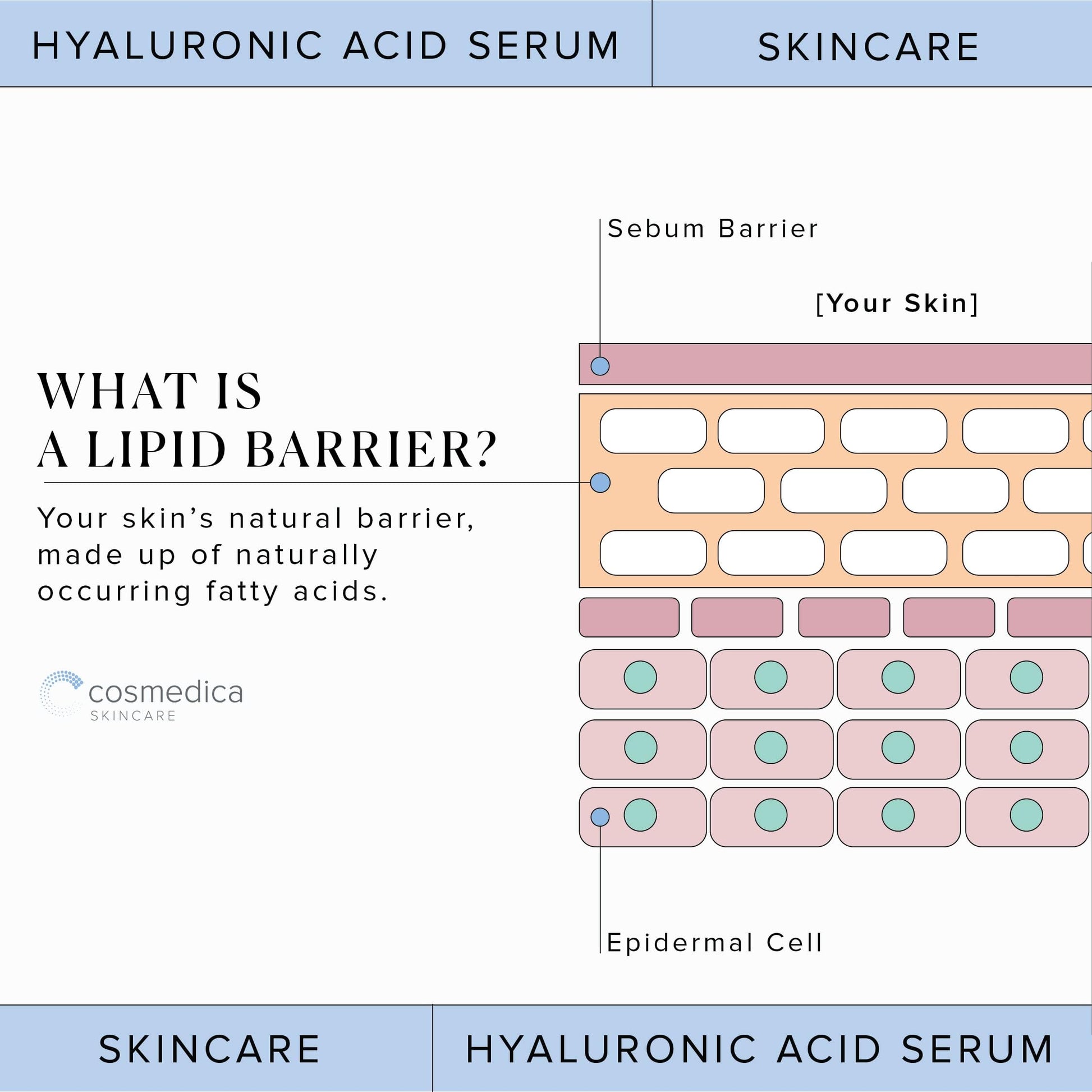 Hyaluronic Acid Serum for Skin 100% Pure Anti Aging Serum Intense Hydration Cosmedica Skincare buy supplements canada