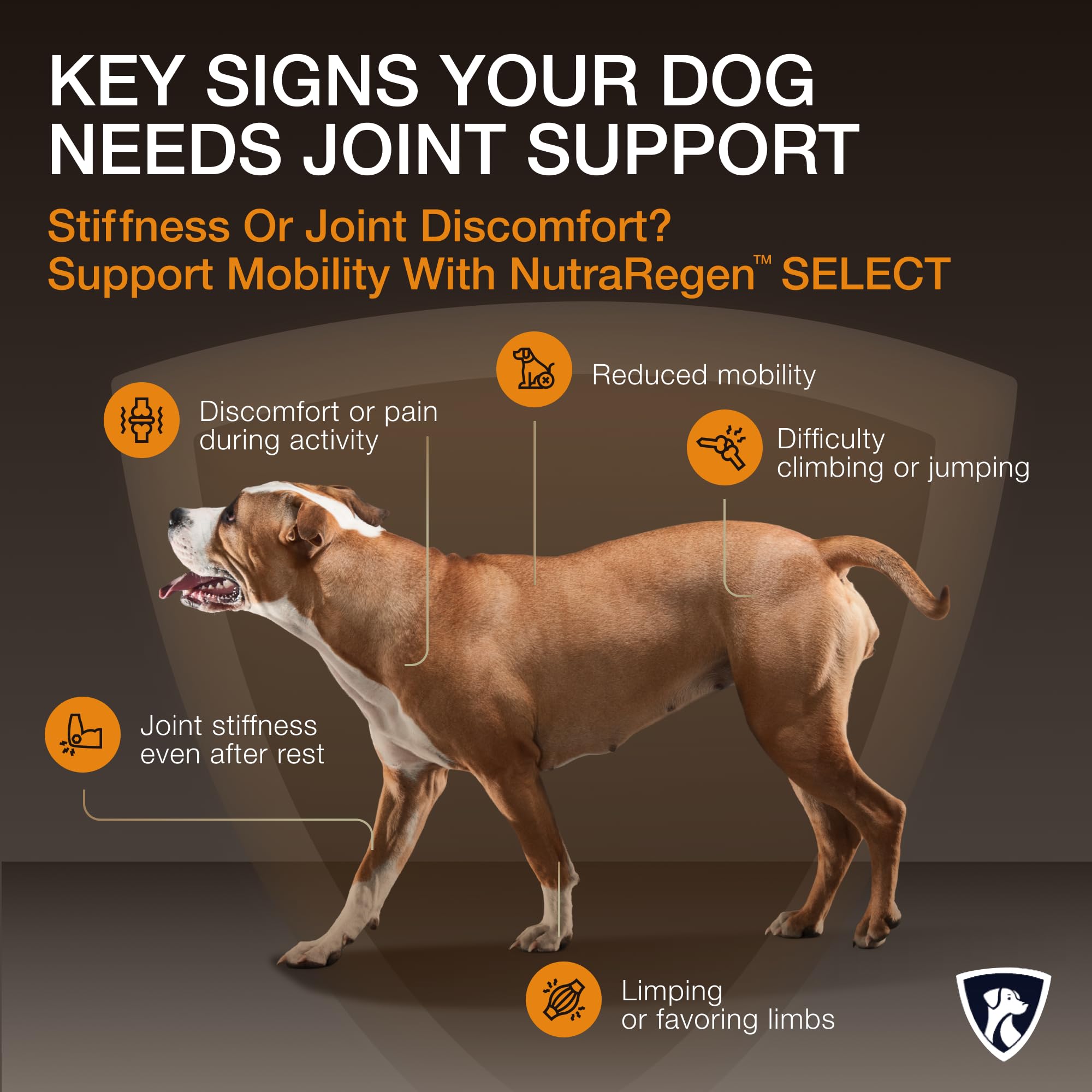 NutraRegen Select Senior Dog Joint Supplement 45 Scoops | Natural Glucosamine Chondroitin for Dogs with Collagen | Hip and Joint Powder | 7.7 Oz NutraRegen buy supplements canada
