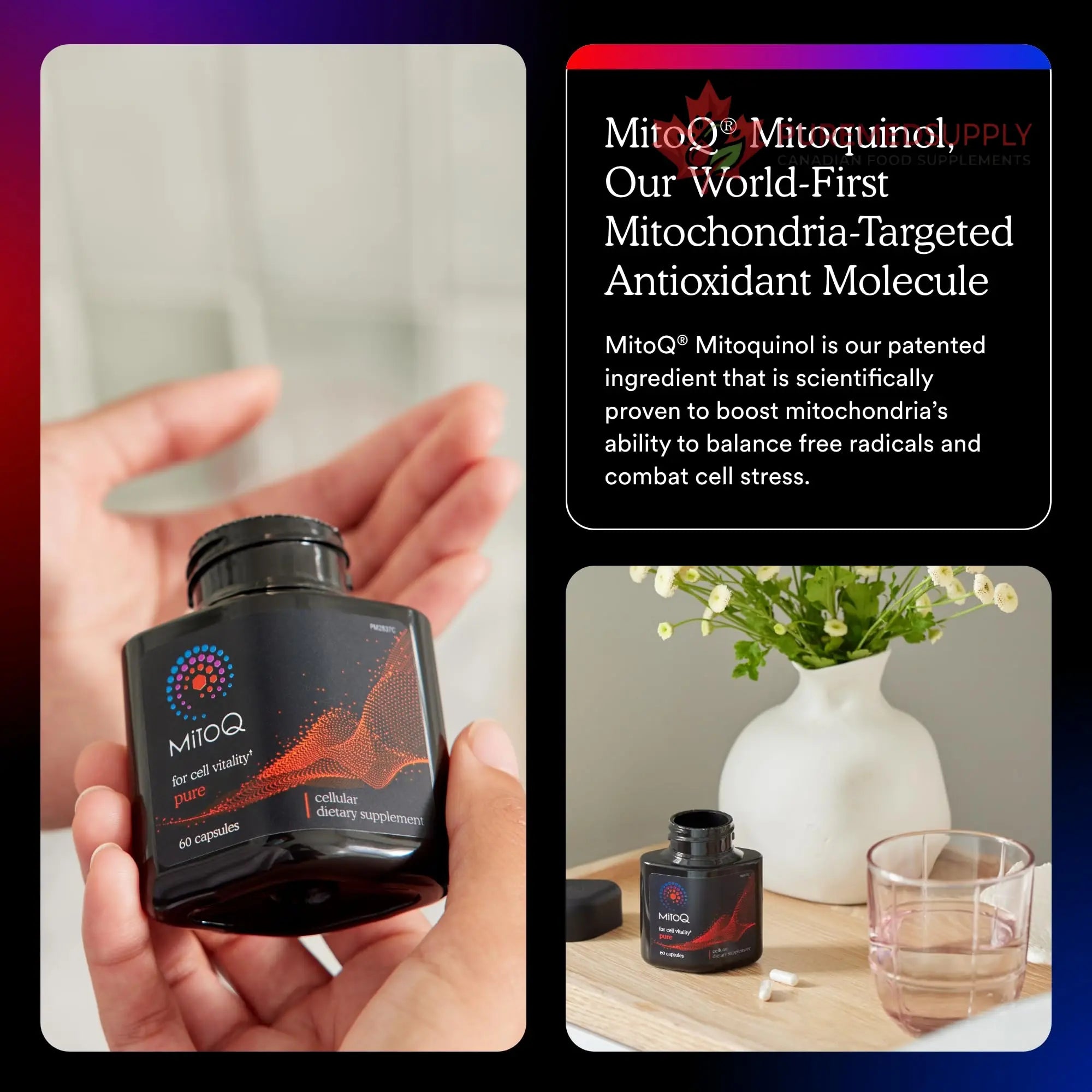 MitoQ Pure Advanced Mitochondria Supplement Superior Bioavailability to CoQ10 | Reduces Free Radical Damage for Healthy Aging, Metabolism, Heart Health, Energy, Strength & Mobility MitoQ buy supplements canada