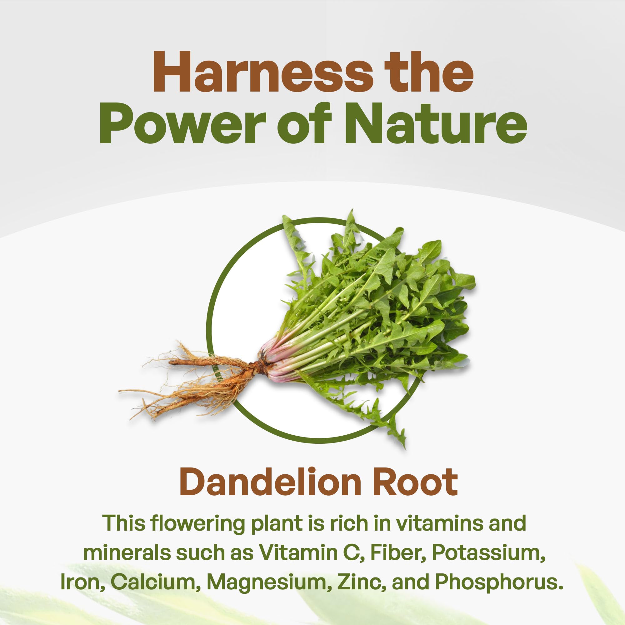 Go Nutra - Dandelion Root Powder, Potent 10:1 Dandelion Root Extract with 4% Flavonoids Go Nutra buy supplements canada