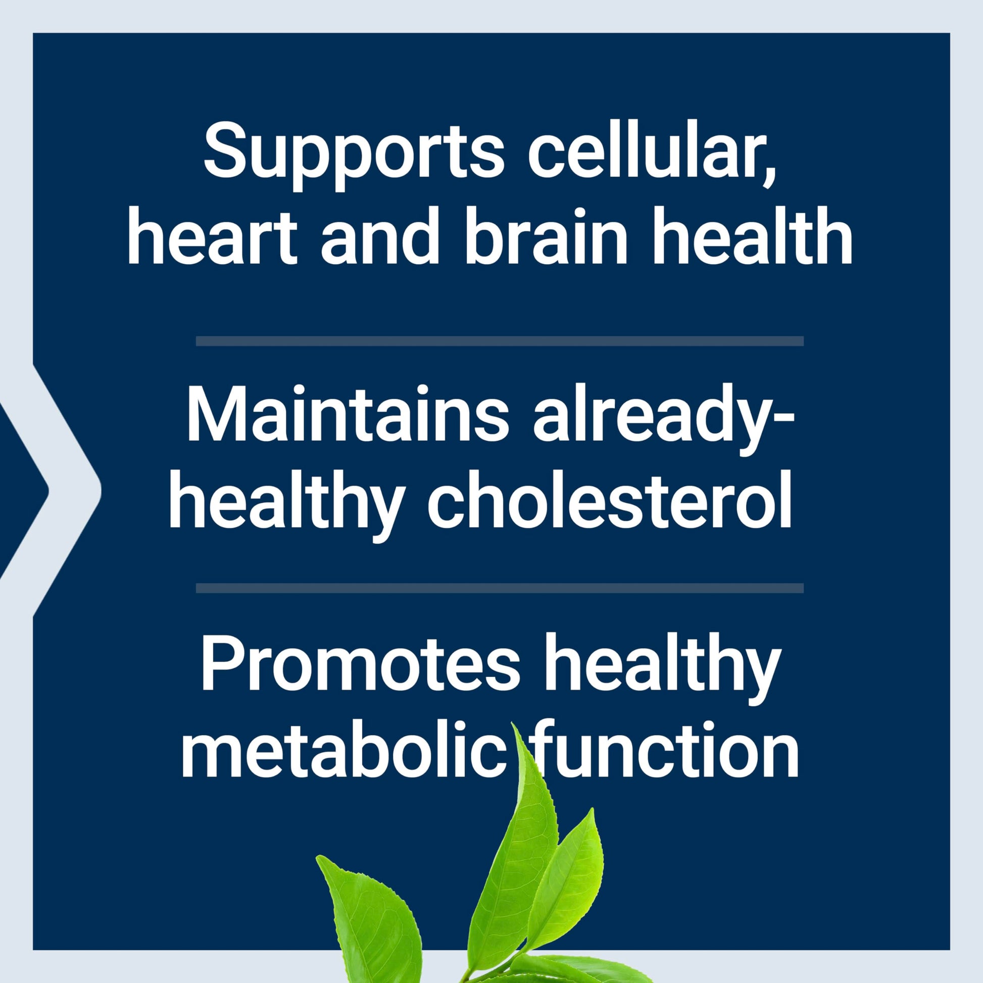 Life Extension Decaffeinated Mega Green Tea Extract – Polyphenol-Rich, Cell Health Life Extension buy supplements canada