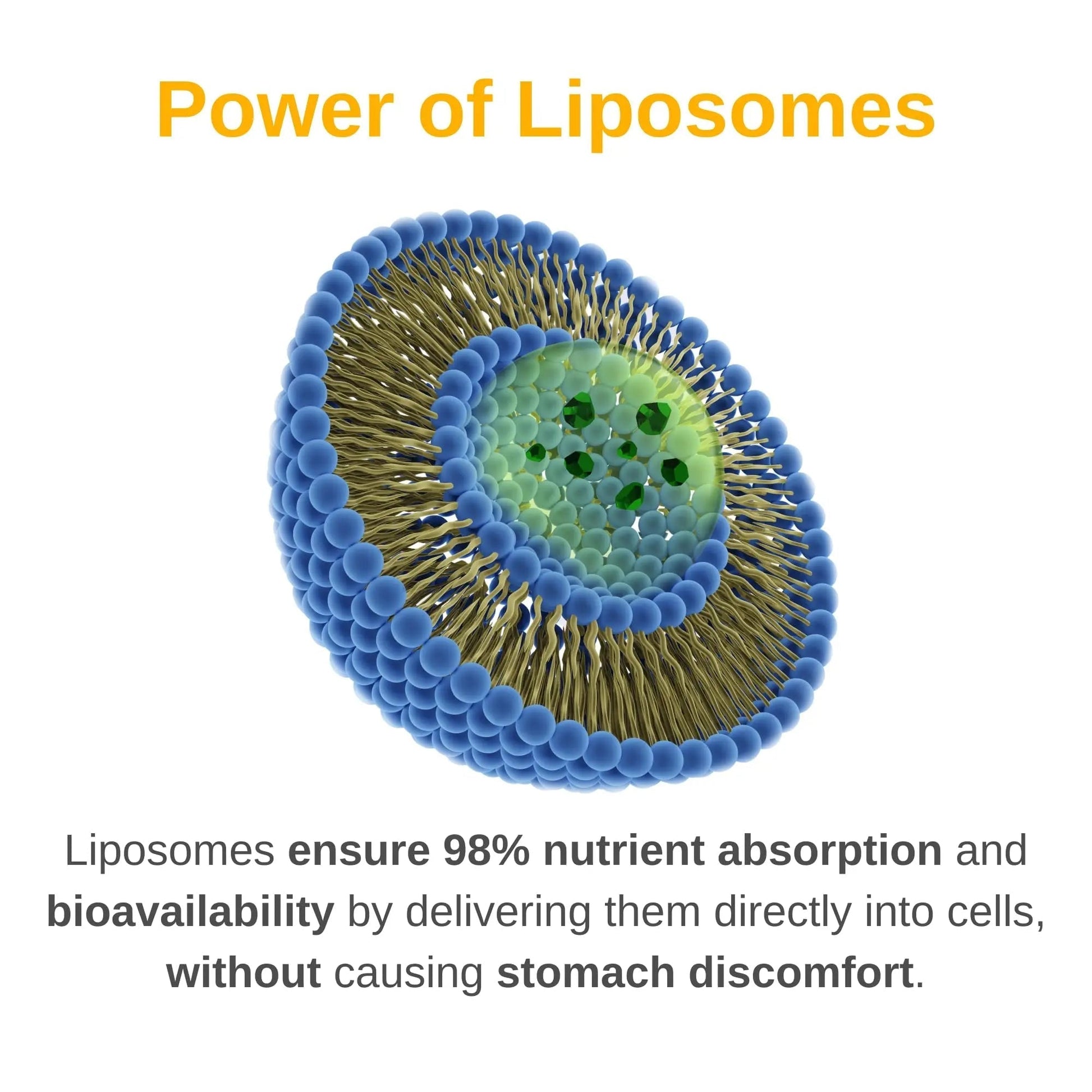 Vitaminally Liposomal Men's Liquid Multivitamin Drops | Non-GMO | Sugar Free | Gluten Free | 30 Day Supply | Vitaminally buy supplements canada