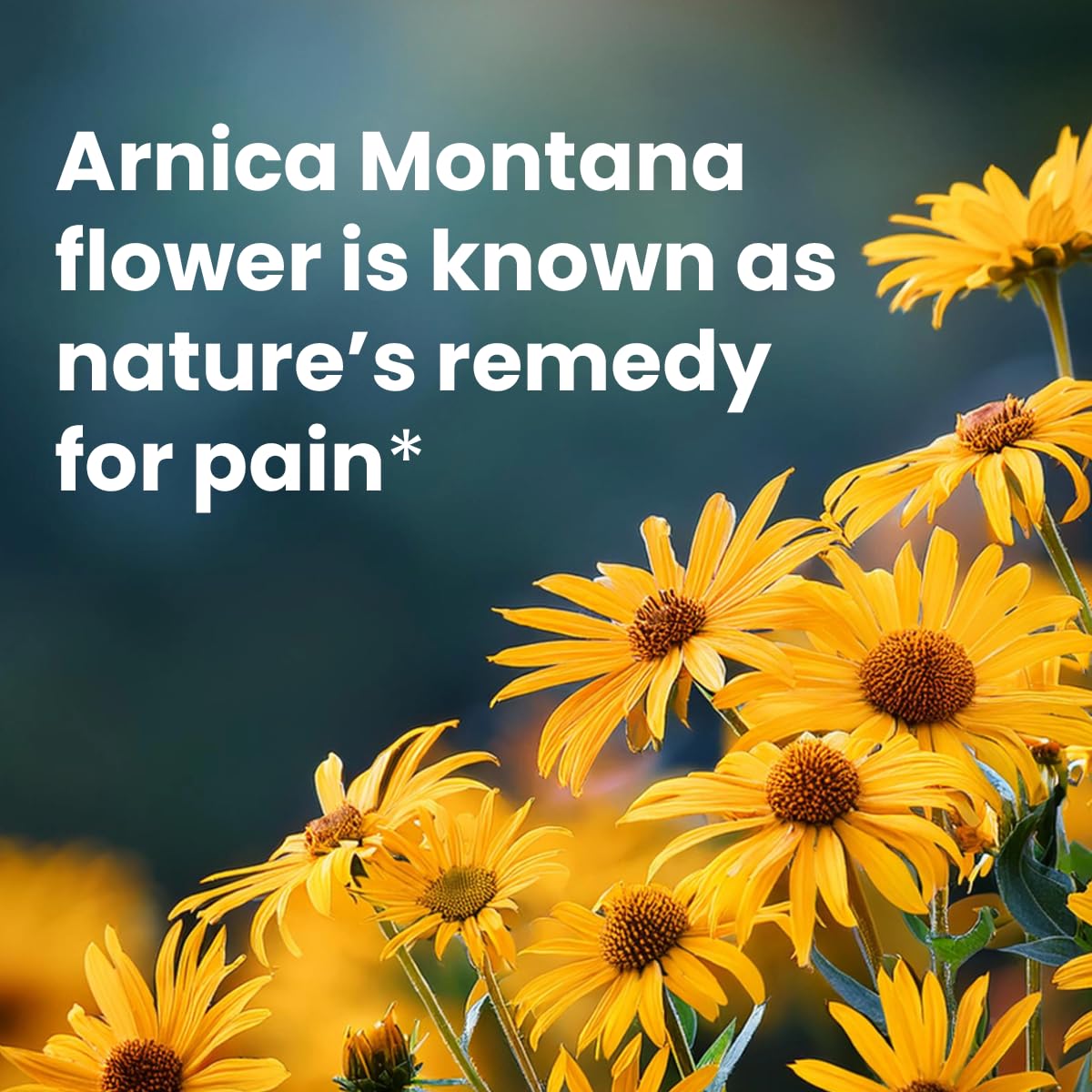 Sanar Naturals Arnica Roll On, 3 oz | Fast Acting Muscle Rub Relief & Joint Support | Soothing Topical Arnica Clear Gel for Post Workout and Daily Use | Non-Greasy, Travel Size Sanar Naturals buy supplements canada
