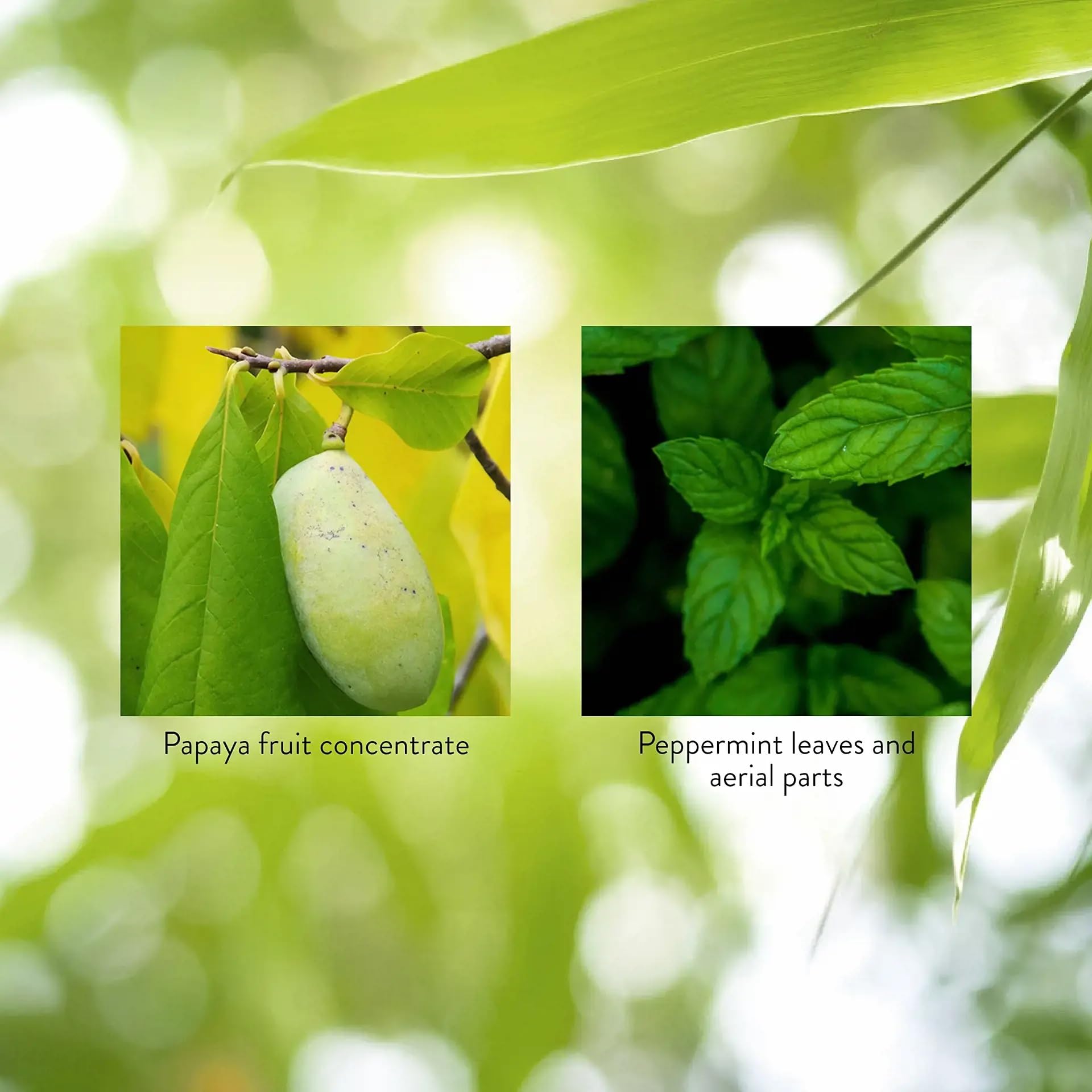 Papaya & Peppermint by Nature's Sunshine Nature's Sunshine buy supplements canada