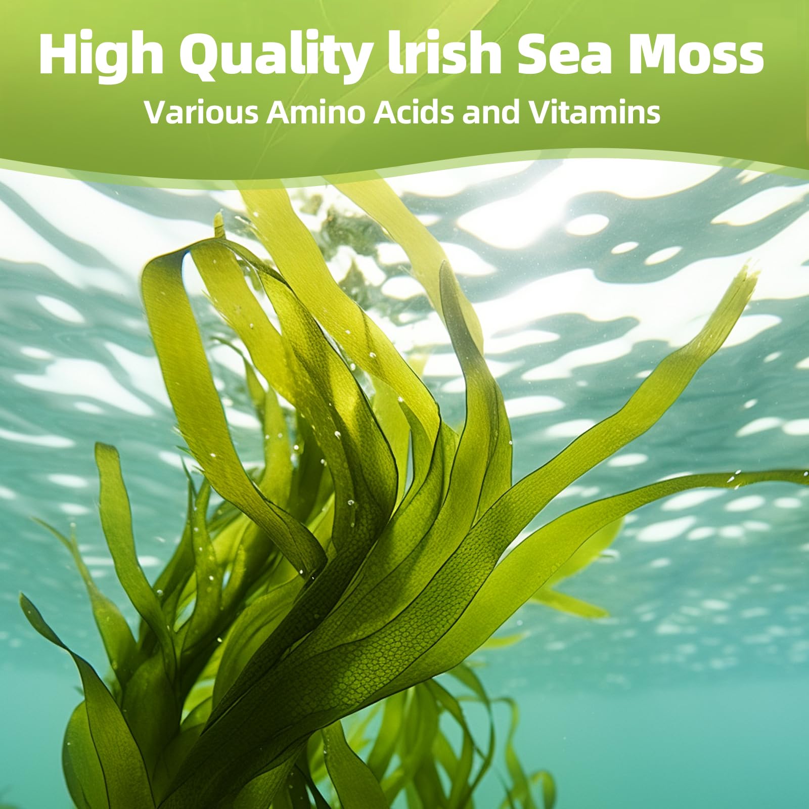 HEALOADING Sea Moss Capsules：Wildcrafted Organic Irish Seamoss & Bladderwack - Rich in Minerals, Supports Thyroid Health, Digestion, Skin & Immune System - Vegan, Non-GMO HEALOADING buy supplements canada