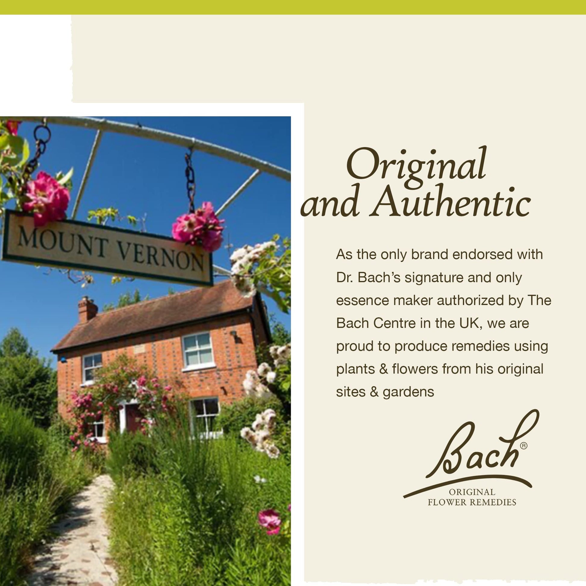 Bach Original Flower Remedies, Olive for Energy (Non-Alcohol Formula), Natural Homeopathic Flower Bach buy supplements canada