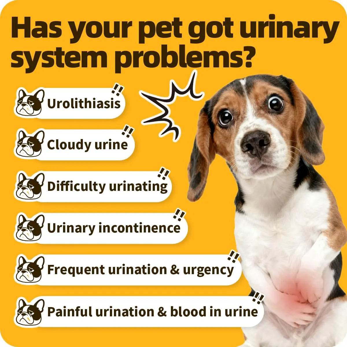 Cassiel Pet Bladder Supports Chews for Urinary Tract Health, Infection Treatments, Bladder Health, Dog UTI, Bladder Stones, Incontinence Support, Urinary Pain Relief for Cat & Dog 10 Chews (1 Bottle) Cassiel pet buy supplements canada