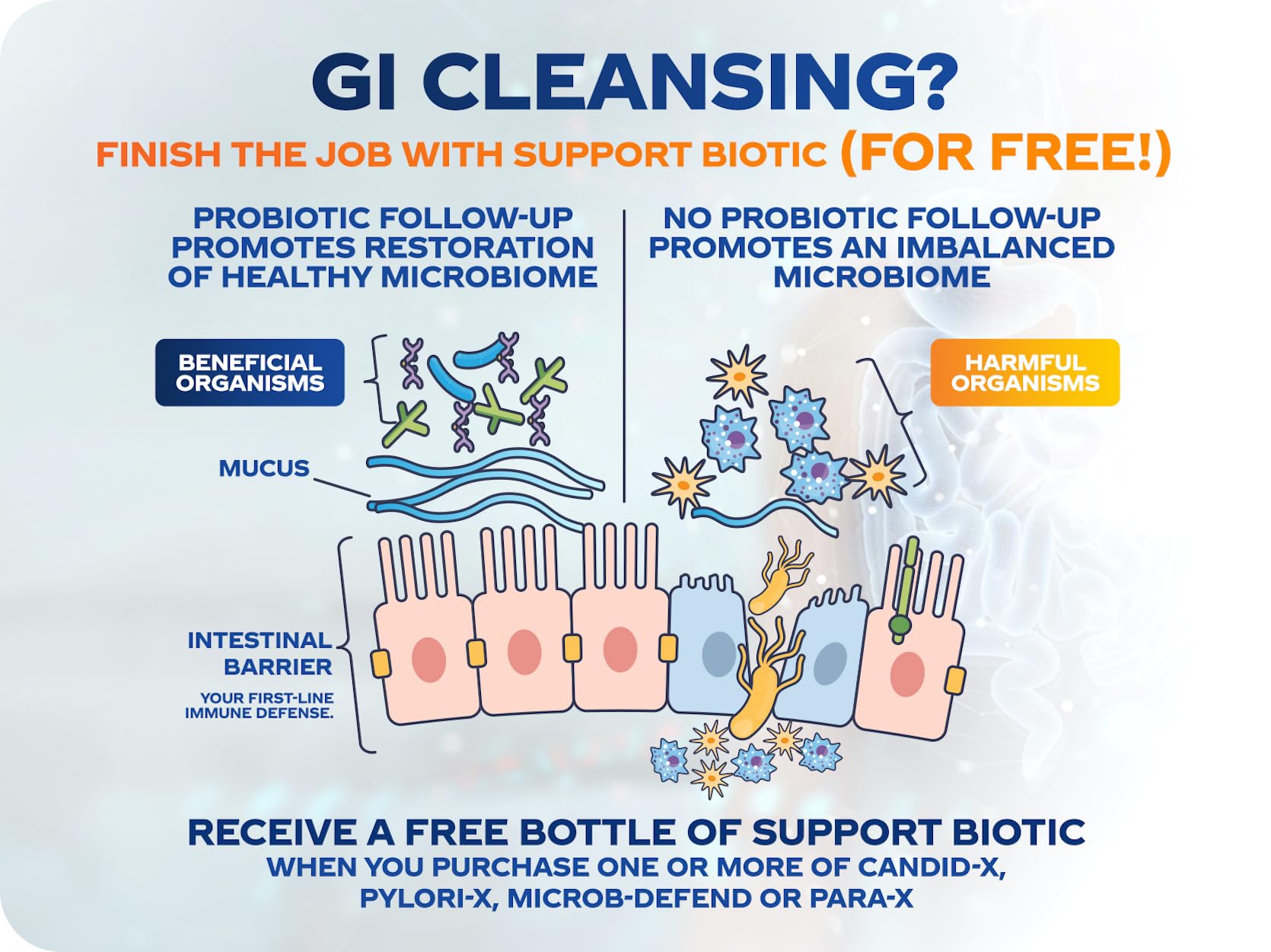 BioMatrix Candid-X Gut Cleanse with Berberine, Oregano, Sodium Caprylate, Chamomile, Ginger BioMatrix buy supplements canada