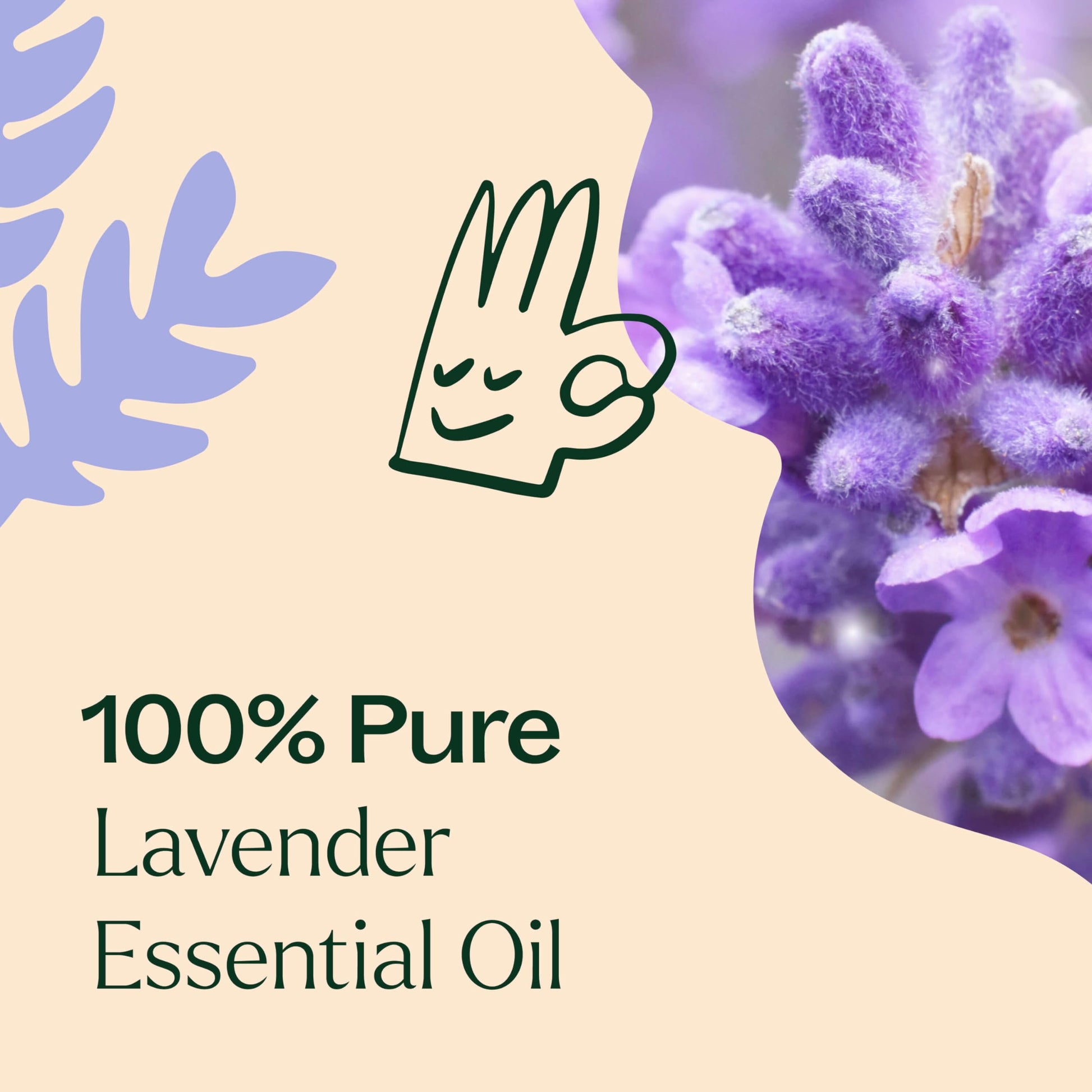 Plant Therapy Lavender Essential Oil 100% Pure, Undiluted, Therapeutic Grade, Aromatherapy Diffuser Plant Therapy buy supplements canada