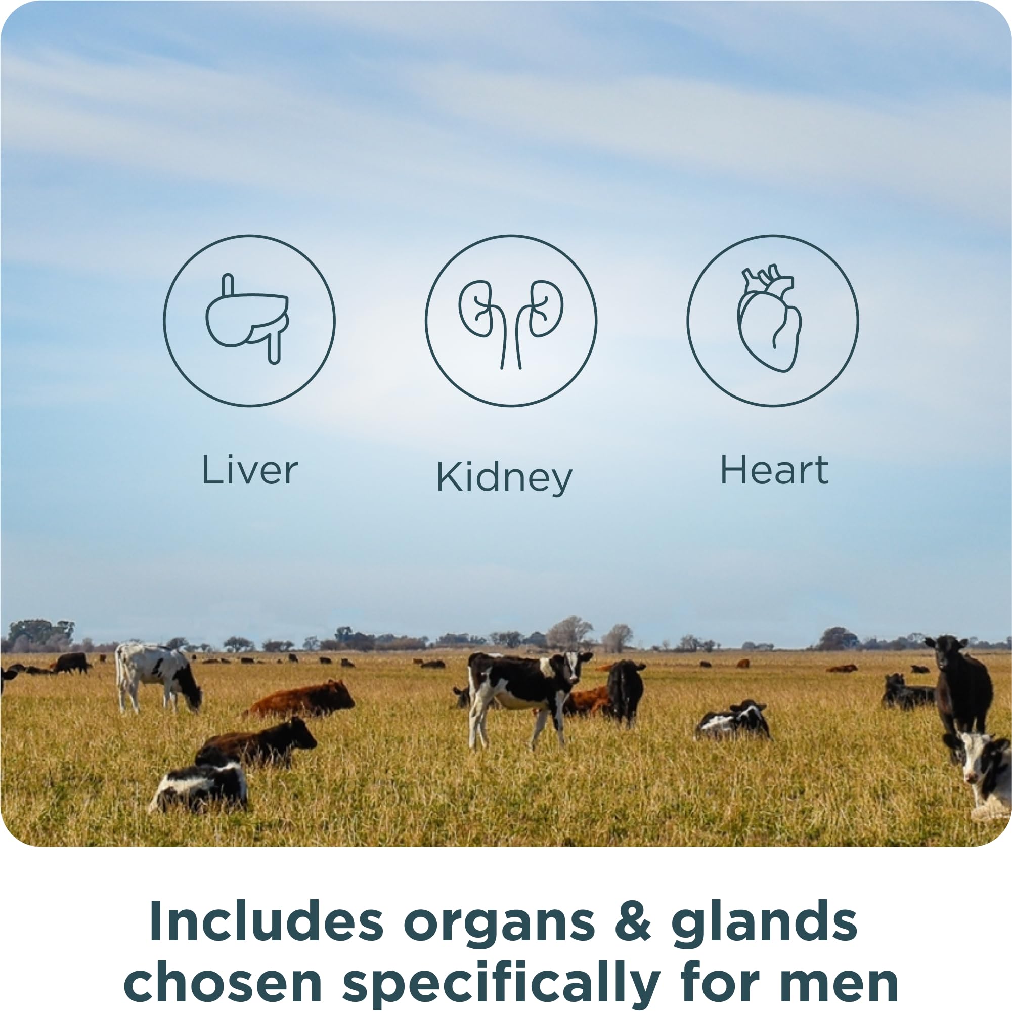 Ancient Nutrition Organ Supplements for Men, Grass-Fed and Wild Organ Complex Capsules, Liver, Prostate, Pancreas Supports Male Performance, Healthy Aging, 180 Ct Ancient Nutrition buy supplements canada