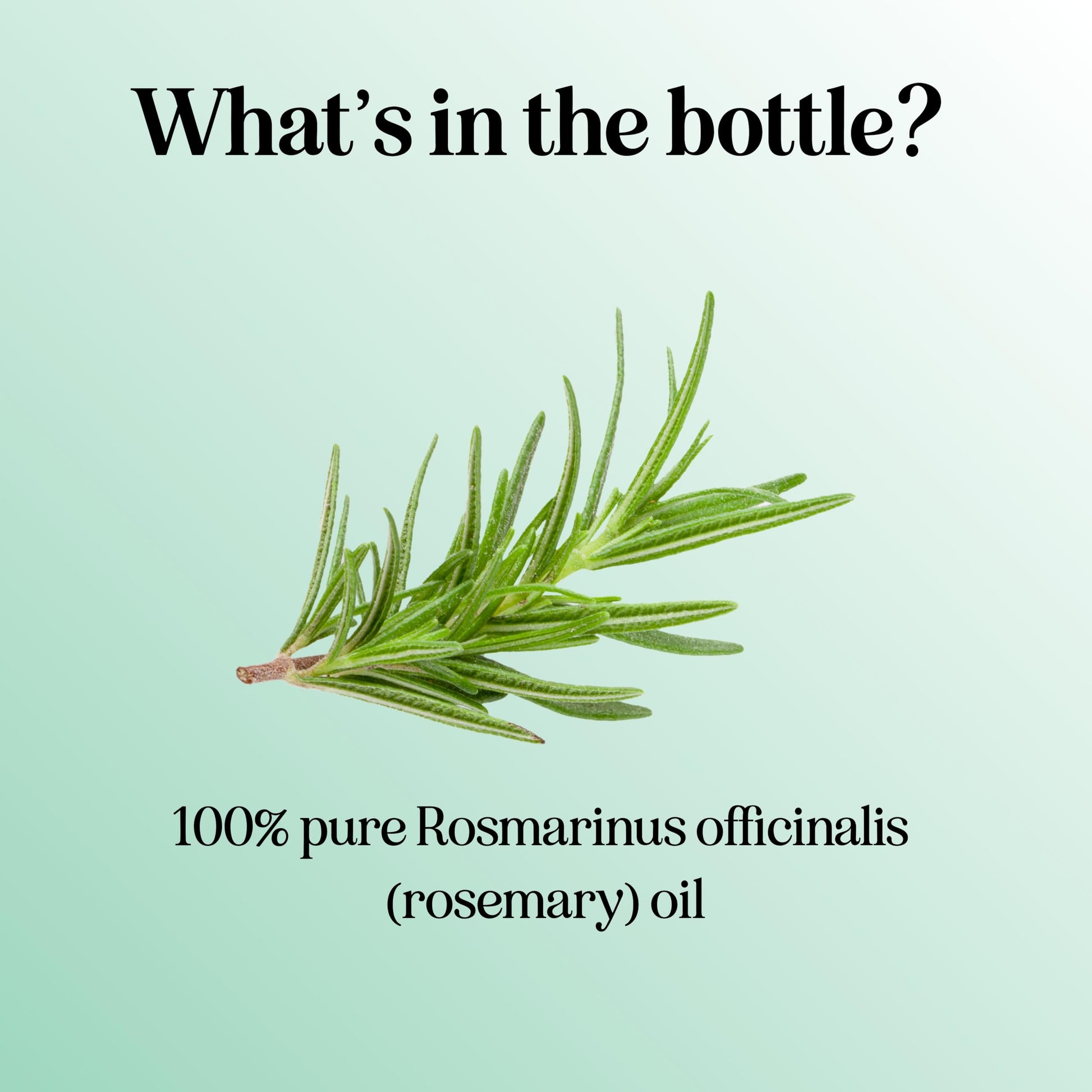 Pure Rosemary Essential Oil for Aromatherapy - Pure Rosemary Oil for Hair Skin and Nails Maple Holistics buy supplements canada